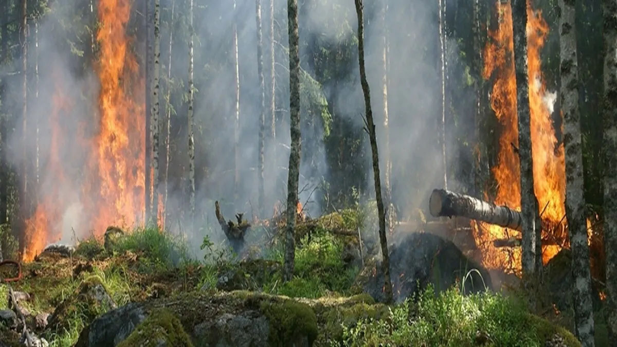Proposta aprovada: Danos ambientais serão agora imprescritíveis