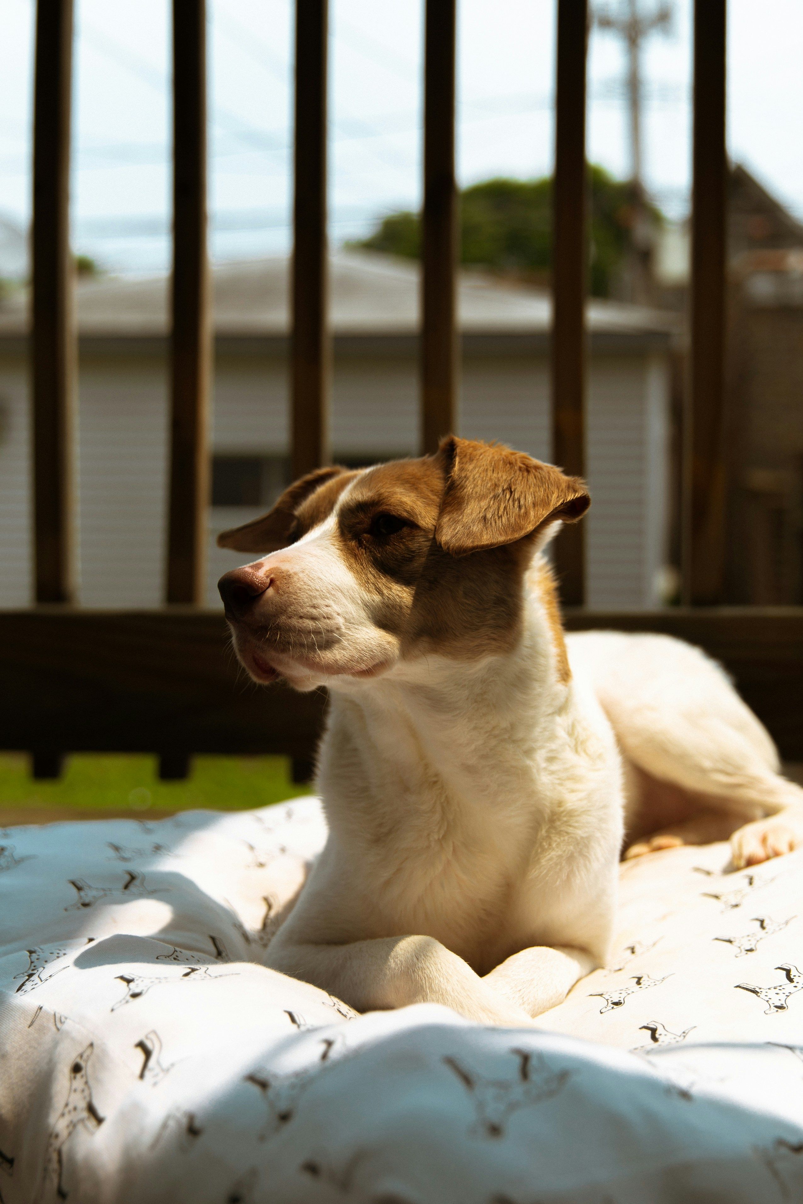 Stability and Traction: The Must-Have Features — recommended dogs - beds & furniture product