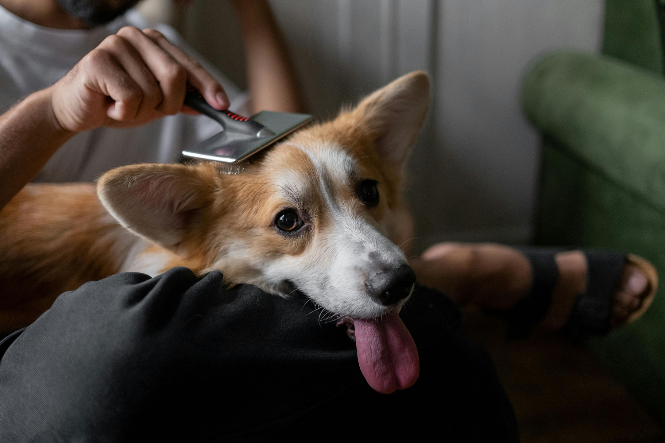 Selecting the Best Mud Buster for Your Dog — recommended dogs - grooming & care product