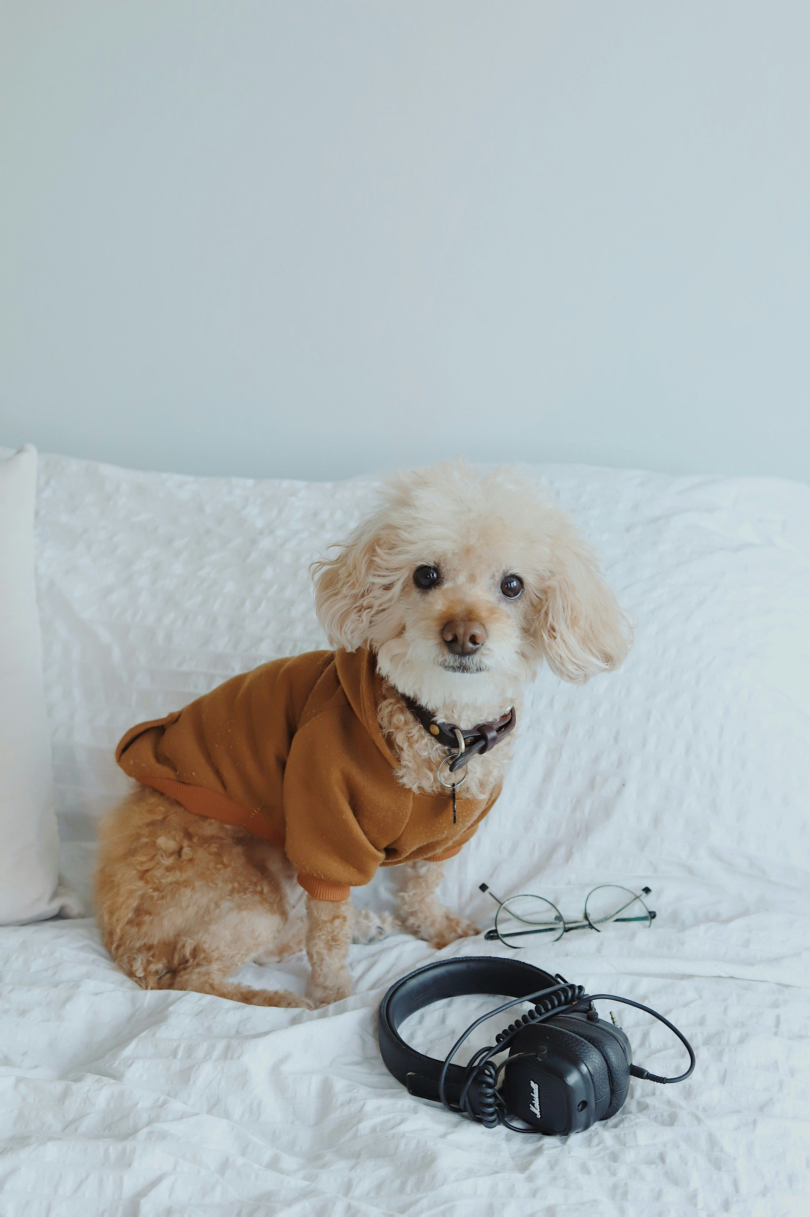 Understanding the Tech: Gravity vs. Programmable — recommended dogs - technology product