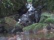 Tanglewood Gardens Rainforest Retreat