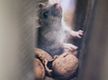 Commercial & Residential Pest / Handyman Service Business for sale