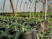Wholesale Plants – 45years One Owner