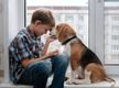 Online Pet Product Wholesaler/Distributor and Supplier #438