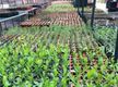 Wholesale Plants –  45years One Owner