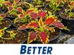 Wholesale Plants –  45years One Owner