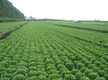 VEGETABLE FARM FOR SALE – PC-0035