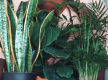 SOLD - Interior Plant Hire Business