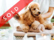 SOLD Doggy Daycare & Grooming Busines