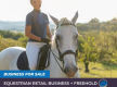 The equestrian dream - a longstanding saddlery retail business