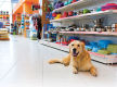 Established Pet Shop