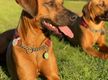 UNDER CONTRACT: Pet Resort, Boarding Kennels business for sale with a Property SR1454