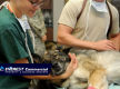 --UNDER OFFER --Exceptional  Veterinary Business for Sale  South East Of Victoria