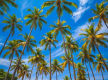  Arboricultural Consultancy Company Southeast QLD   5781