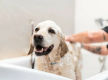 Thriving Luxury Mobile Dog Grooming Business - MW1519