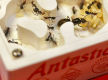 Australia's Premier Online Retailer for Ant Enthusiasts