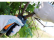 34548 Profitable Arboriculture Business - Growth Potential
