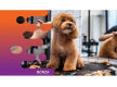 35061 Thriving Dog Grooming Business in Prime Location