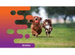 35597 Reputable Pet House Manufacturing Business  10+ Years!