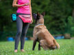 Melbourne’s Go-To Dog Training Business PF1536