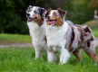 Melbourne’s Go-To Dog Training Business PF1536