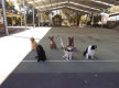 Melbourne’s Go-To Dog Training Business PF1536