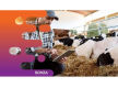 36071 Profitable Livestock Product Brand - National Distribution Network