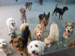UNDER CONTRACT: Doggy Daycare Business for sale in Eastern Suburb ST1552