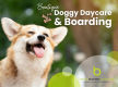 Boutique Doggy Daycare & Boarding - Wellington Region