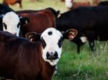 Australia's Progressive & Innovative Meat Exporters - 5875
