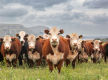 Australia's Progressive & Innovative Meat Exporters - 5875