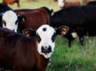 Australia's Progressive & Innovative Meat Exporters - 5875