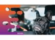 36452 Profitable Online Business - eCommerce in Premium Pet Niche