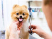 Premium Mobile Dog and Puppy Grooming / Dog Wash Brisbane