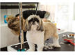 PRICE REDUCED Mobile Dog Wash & Grooming Brisbane Northside