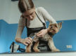 PRICE REDUCED Mobile Dog Wash & Grooming Brisbane Northside