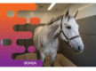 36533 - Mobile Equine Wellbeing Business with Exclusive Territory