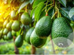 Avocado Orchard – Far North