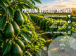 Established Avocado Orchard with Growth Potential