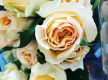 Oakleighs Iconic Florist Nursery Business for Sale SV1585