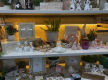 HIGHTON EMPORIUM FOR SALE - POA