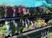 Turnkey Rural Hardware & Garden Centre  Prime Highway Position, Nhill VIC