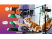 36635 Profitable Mobile Dog Grooming Business - Open To Offers