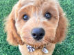 Profitable Dog Breeding Business | Waitlist to 2028