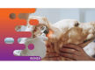 36686 Profitable Mobile Veterinary Business - Low Overheads