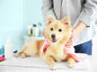 Well Equipped Pet Grooming Business with Cheap Rent - Ref: 16365