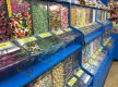 THE BEACH HOUSE LOLLY SHOP FOR SALE - POA