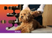 36834 - Dog Grooming, Daycare and Retail Space