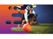 36875 Longstanding & Highly Reputable Dog Training Business - Proven Operation