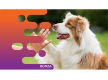 36875 Longstanding & Highly Reputable Dog Training Business - Proven Operation